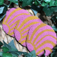 Pink Concha Coaster